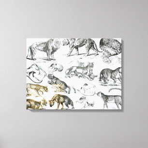 Carnivorous Animals Canvas Print