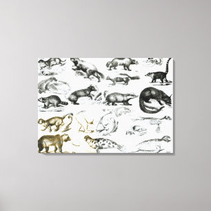 Carnivorous Animals Canvas Print