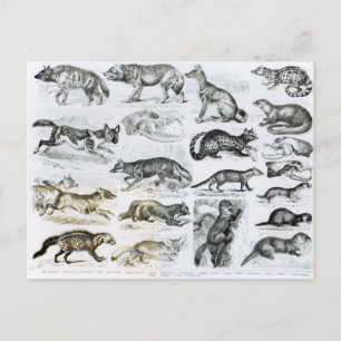 Carnivorous Animals Postcard