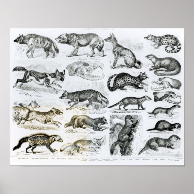 Carnivorous Animals Poster (Front)