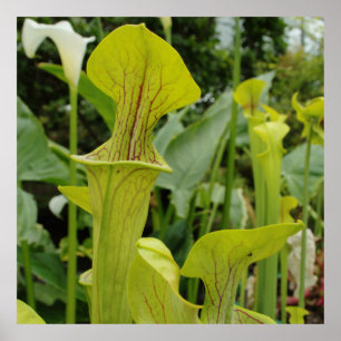 Carnivorous Green Pitcher Plant Poster