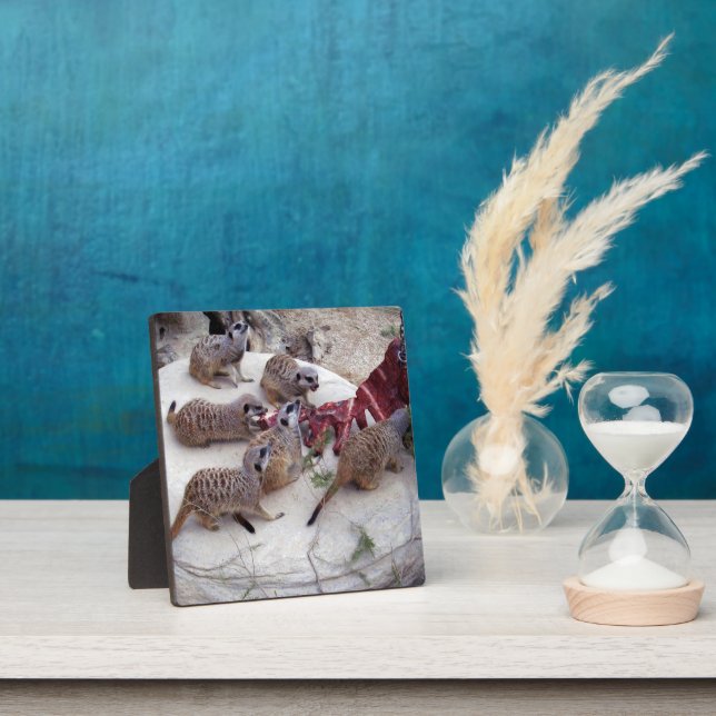 Carnivorous Meerkats Having Ribs For Tea, Plaque (Insitu)