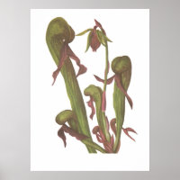 Carnivorous Plant - Darlingtonia californica