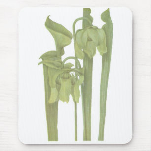 Carnivorous Plant - Sarracenia flava Mouse Mat