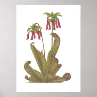 Carnivorous Plant - Sarracenia psittacina Poster