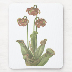 Carnivorous Plant - Sarracenia purpurea Mouse Mat
