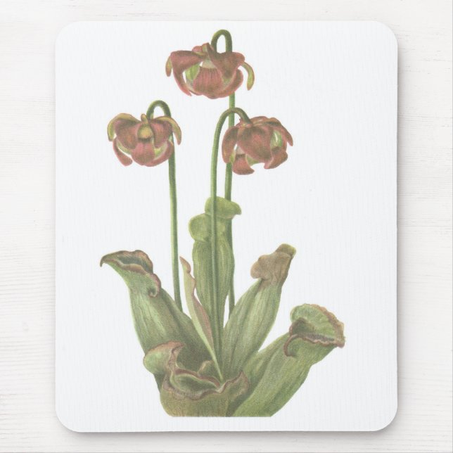 Carnivorous Plant - Sarracenia purpurea Mouse Mat (Front)