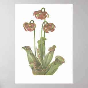 Carnivorous Plant - Sarracenia purpurea Poster