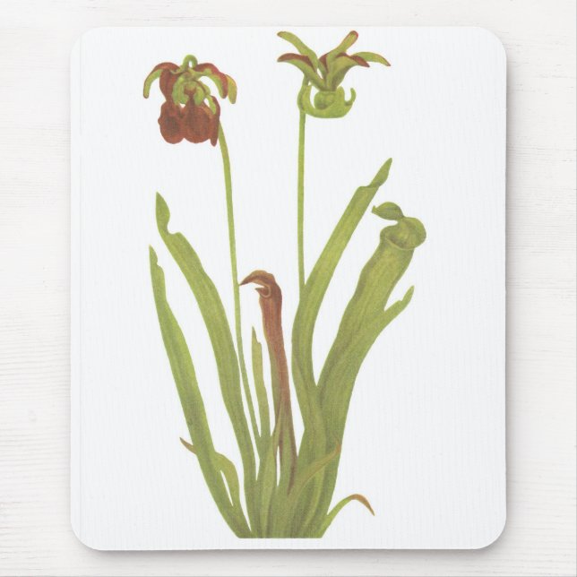 Carnivorous Plant - Sarracenia rubra Mouse Mat (Front)