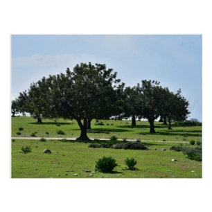 Carob trees on the Akamas peninsula in Cyprus Poster