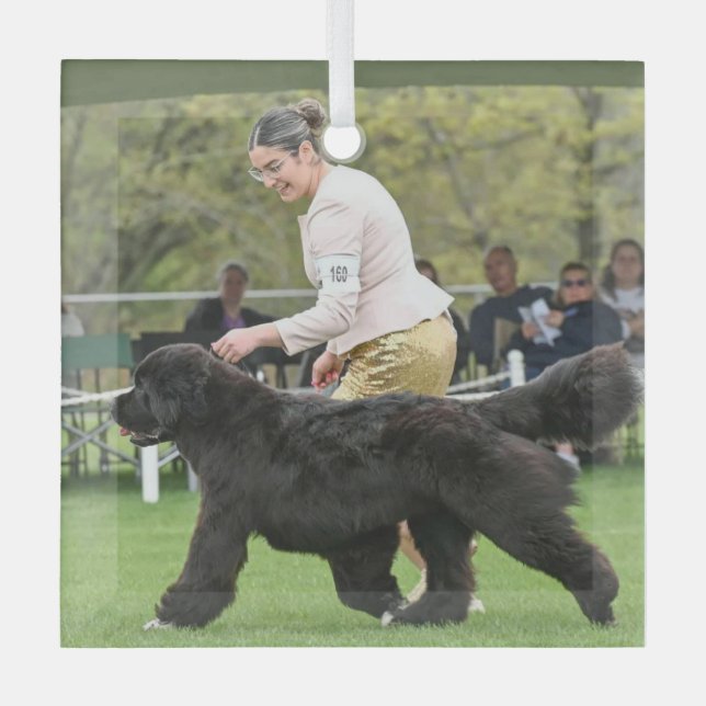 Carol B Newf Puppy Christmas Glass Ornament (Front)