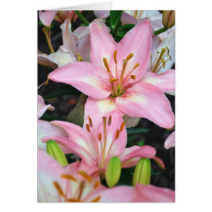 "Carole's Flowers" v collection