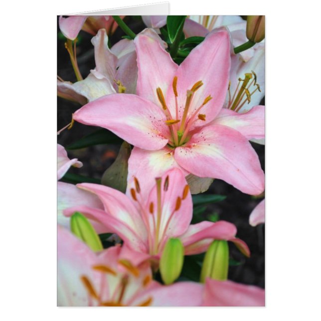 "Carole's Flowers" v collection (Front)