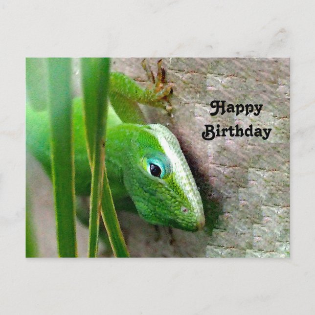 Carolina Anole Green Lizard Photo Birthday Postcard (Front)