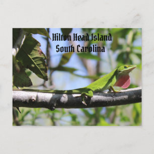 Carolina Anole Hilton Head Island Postcard