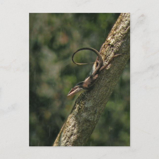 Carolina Anole Lizard Postcard (Front)