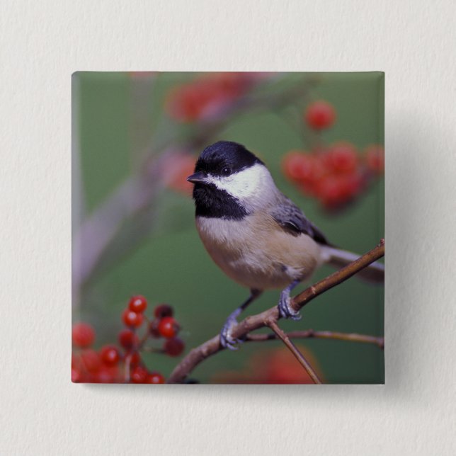 Carolina Chickadee 15 Cm Square Badge (Front)