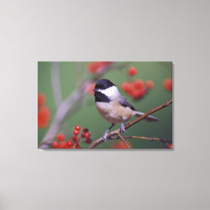 Carolina Chickadee Canvas Print