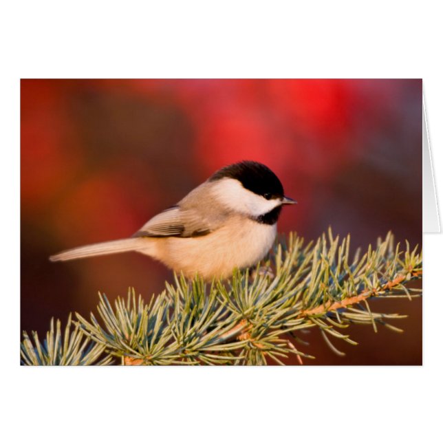Carolina Chickadee in Blue Atlas Cedar (Front Horizontal)