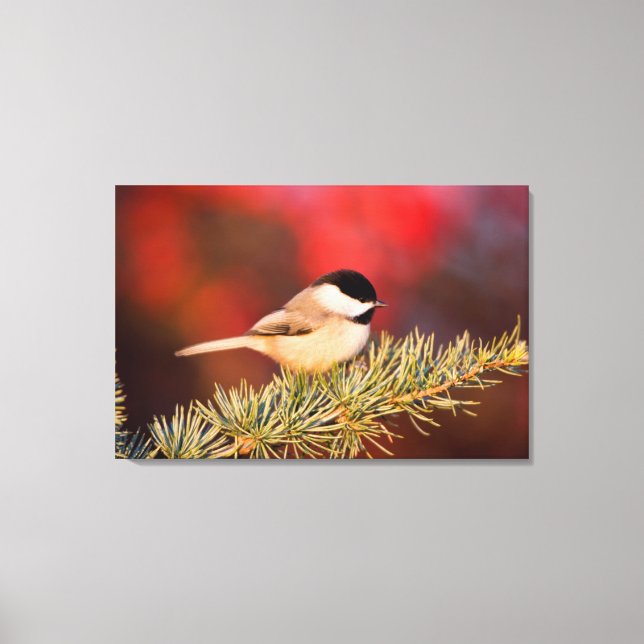 Carolina Chickadee in Blue Atlas Cedar Canvas Print (Front)