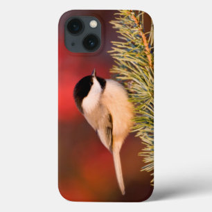 Carolina Chickadee in Blue Atlas Cedar iPhone 13 Case