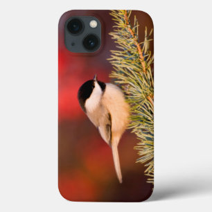 Carolina Chickadee in Blue Atlas Cedar iPhone 13 Case