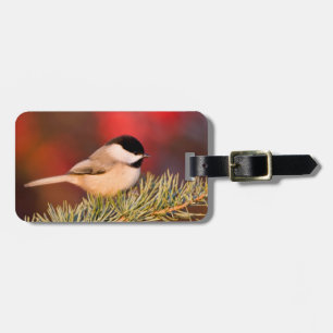 Carolina Chickadee in Blue Atlas Cedar Luggage Tag