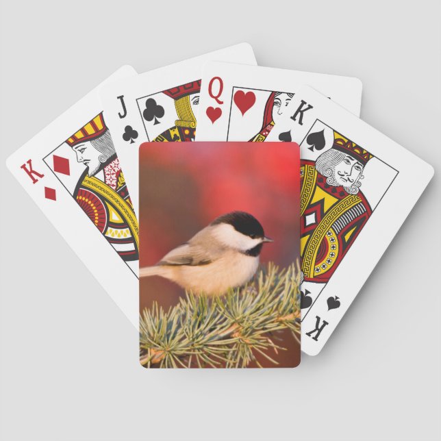 Carolina Chickadee in Blue Atlas Cedar Playing Cards (Back)