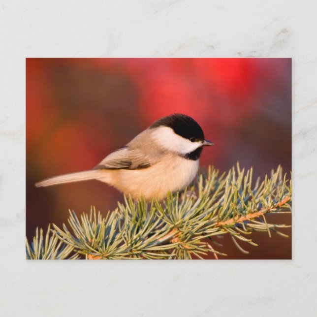 Carolina Chickadee in Blue Atlas Cedar Postcard (Front)