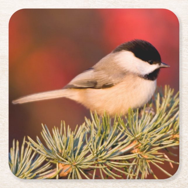 Carolina Chickadee in Blue Atlas Cedar Square Paper Coaster (Front)