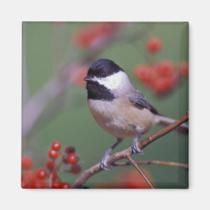 Carolina Chickadee Magnet