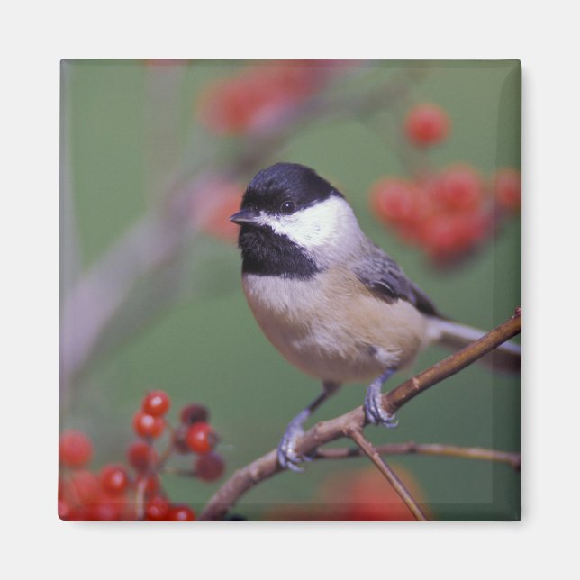 Carolina Chickadee Magnet (Front)