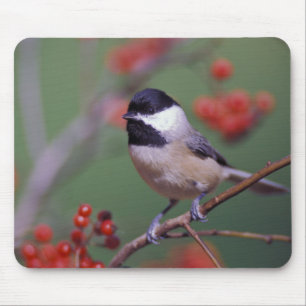 Carolina Chickadee Mouse Mat