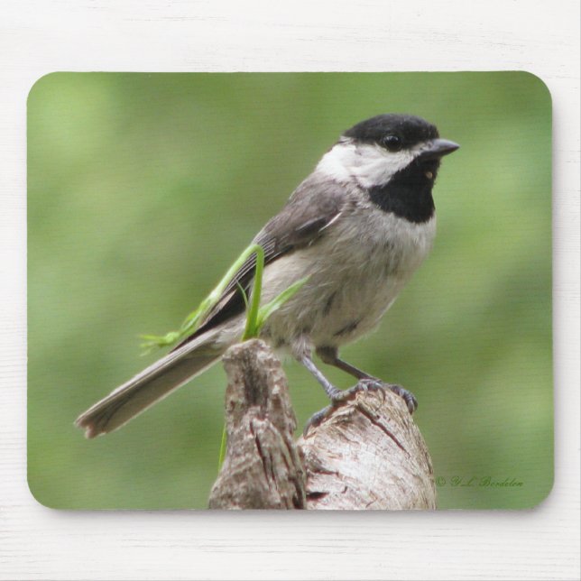 Carolina Chickadee Mousepad (Front)