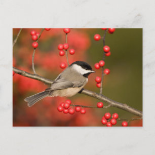 Carolina Chickadee on Common Winterberry bush Postcard