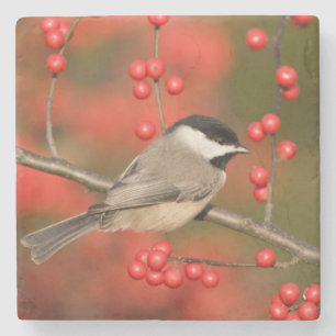 Carolina Chickadee on Common Winterberry bush Stone Coaster