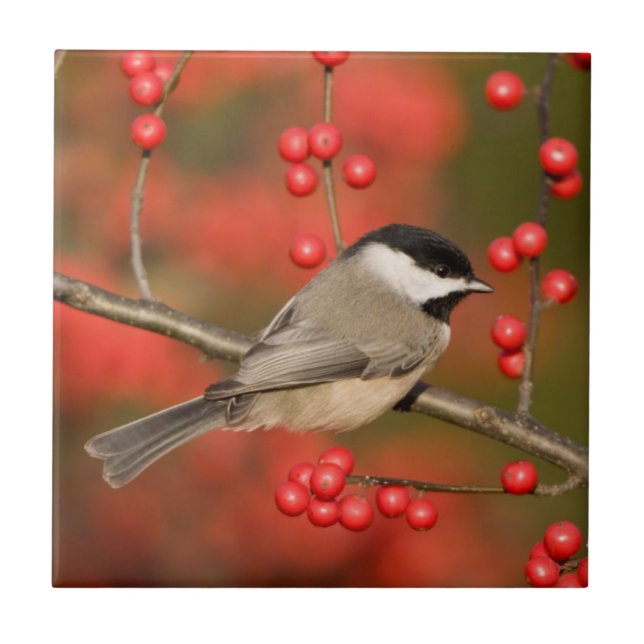 Carolina Chickadee on Common Winterberry bush Tile (Front)