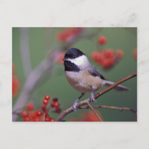 Carolina Chickadee Postcard