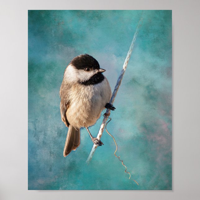 Carolina Chickadee Poster (Front)