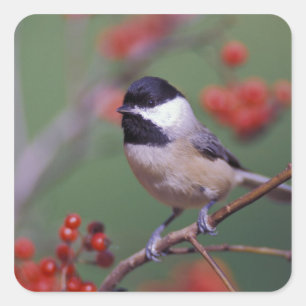 Carolina Chickadee Square Sticker