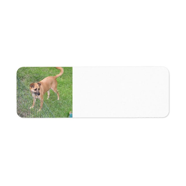 carolina dog full 2.png (Front)