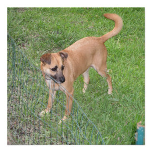 carolina dog full 2 poster