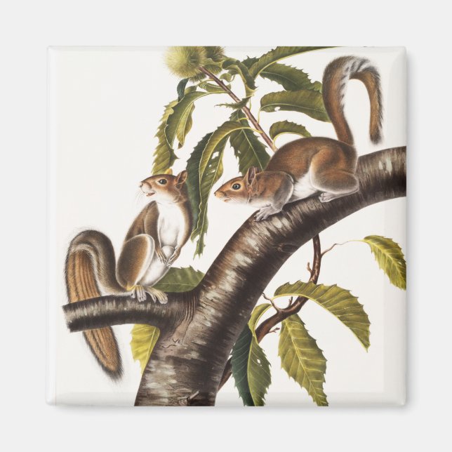 Carolina Grey Squirrel (Sciurus Carolinensis) Magnet (Front)