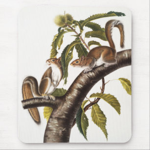 Carolina Grey Squirrel (Sciurus Carolinensis) Mouse Mat