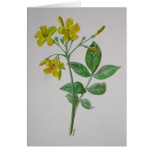 Carolina Jasmine Botanical Art