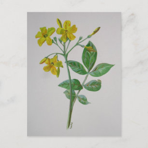 Carolina Jasmine Botanical Art Postcard