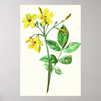 Carolina Jasmine Botanical Art Poster