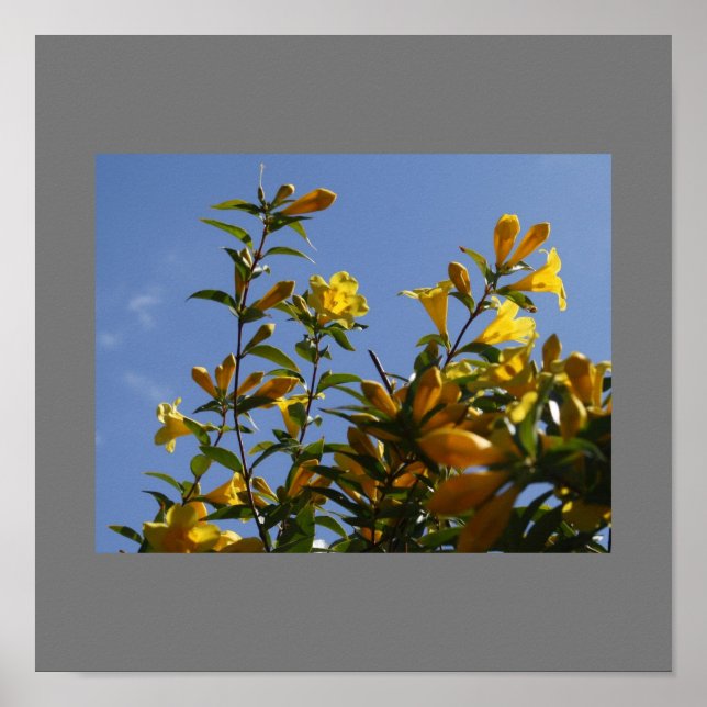Carolina Jasmine Poster (Front)