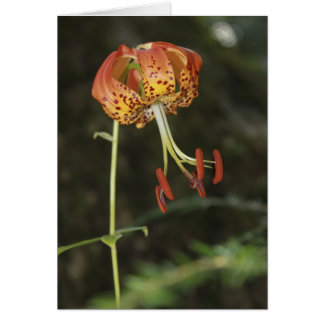 Carolina Lily