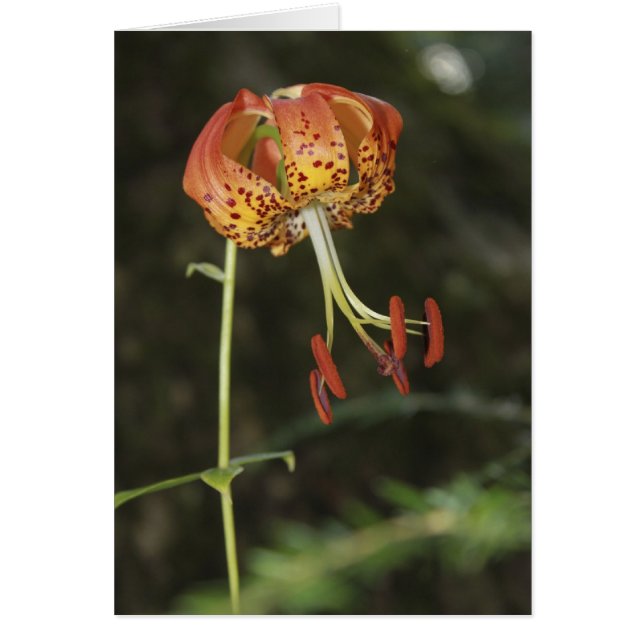 Carolina Lily (Front)